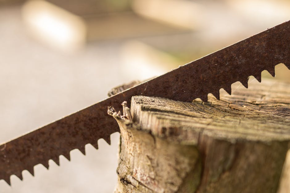 An old rusty saw blade slicing through a wooden tree stump outdoors in bright daylight.